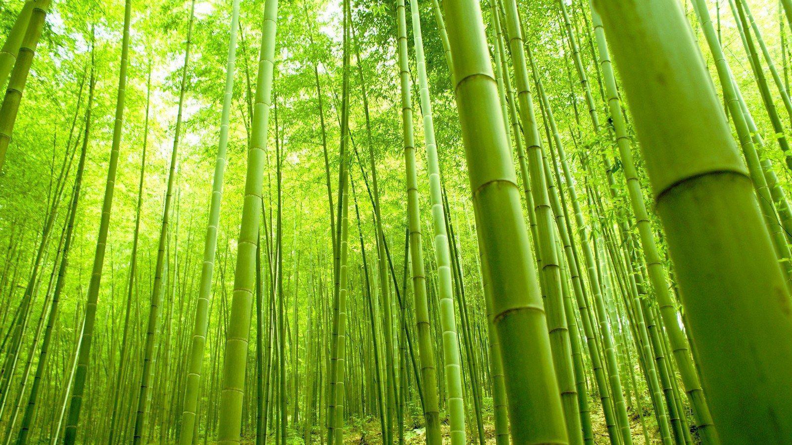 Green Bamboo In Forest