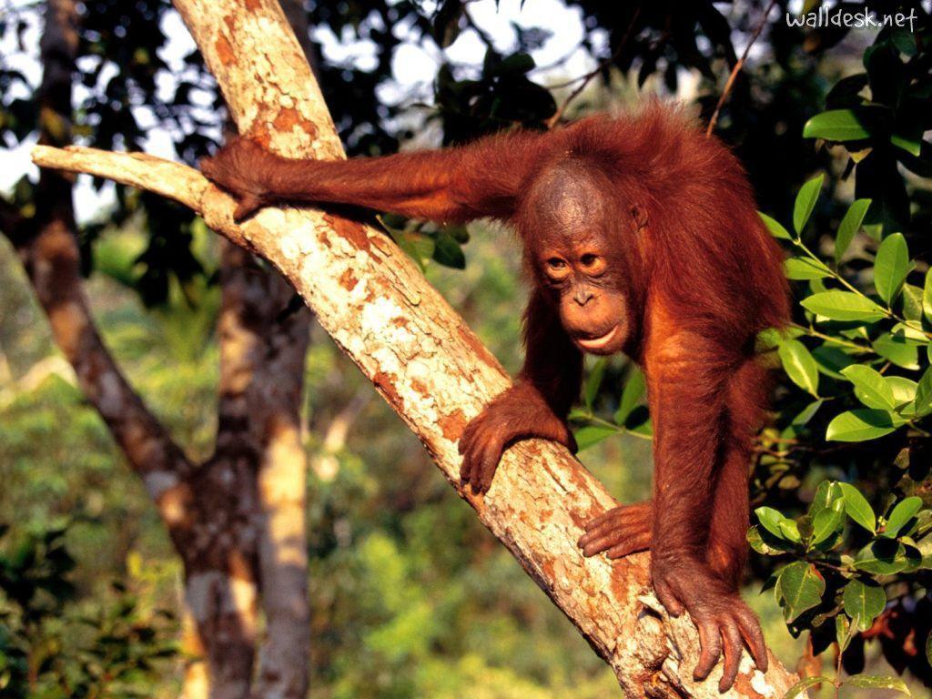 Borneo Orangutan to Desktop Orangutangos Primate, photo