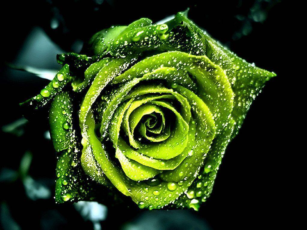 Free Dew On Green Rose Picture Wallpaper By Angel Skellington