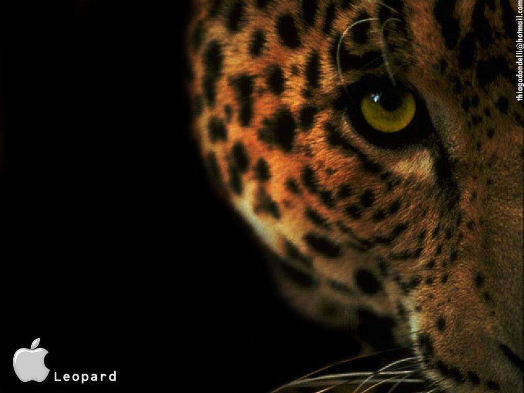 leopard wallpaper mac