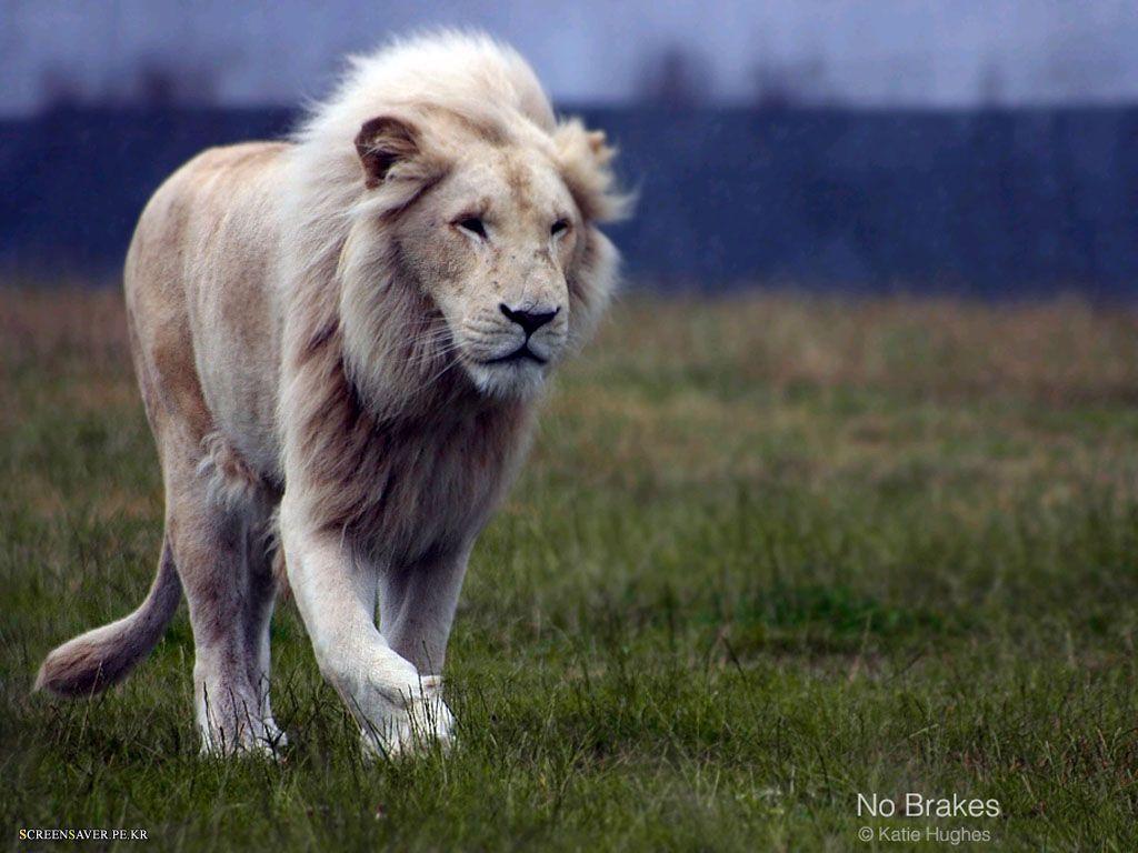 White Lion Wallpaper Wallpaper and Background
