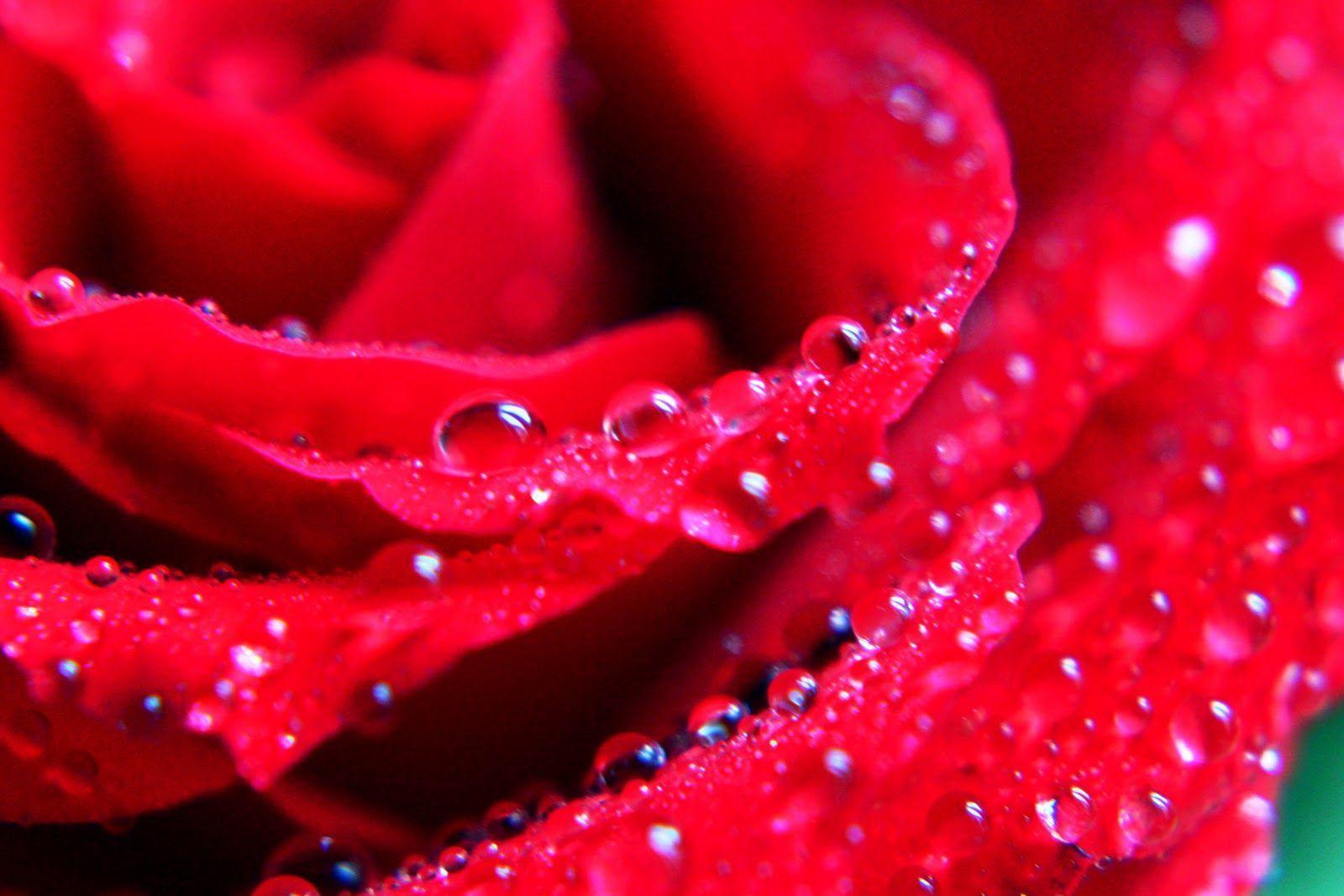 Beautiful Rose Flower Picture Wallpaper