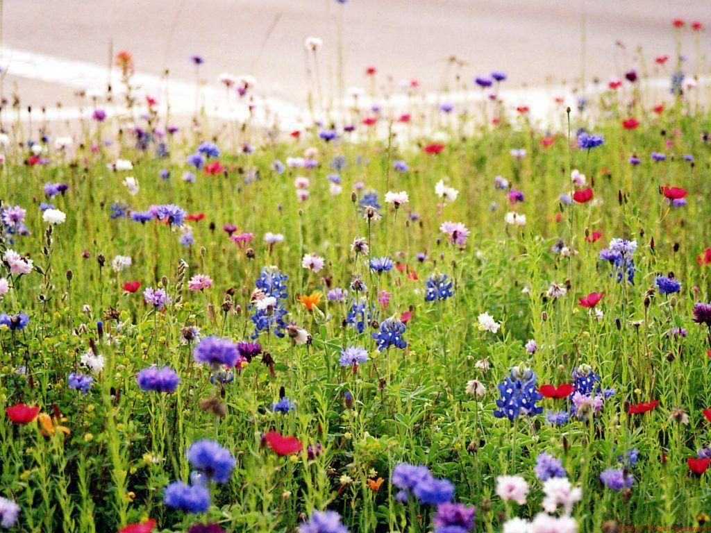 Wildflower Wallpaper Border 12660 Full HD Wallpaper Desktop