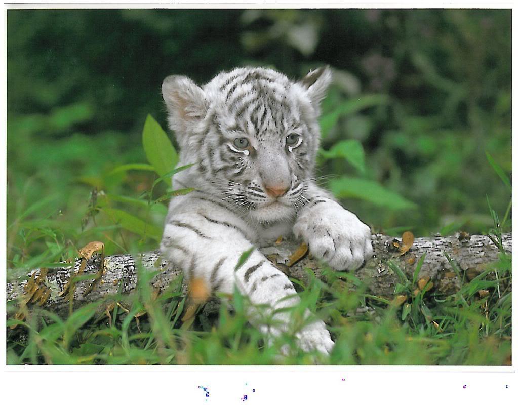 Wallpapers For > White Tiger Cubs Wallpapers