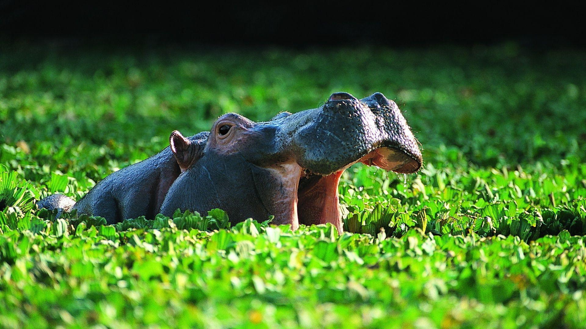 image For > Hippos In Water