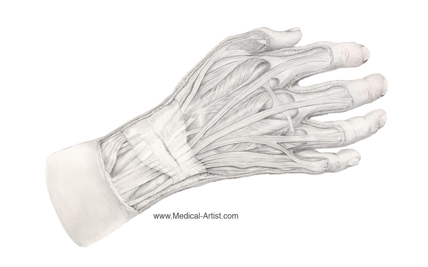 Free PC and iPhone Wallpaper. Medical Illustration Wallpaper