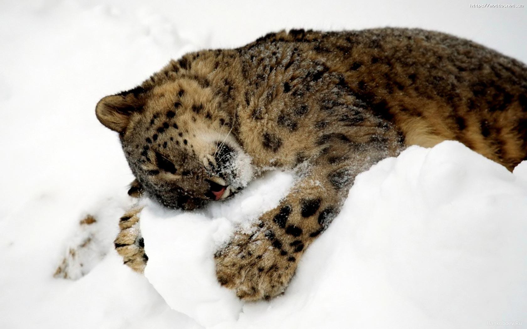 Desktop Wallpaper · Gallery · Animals · Snow Leopard large cat