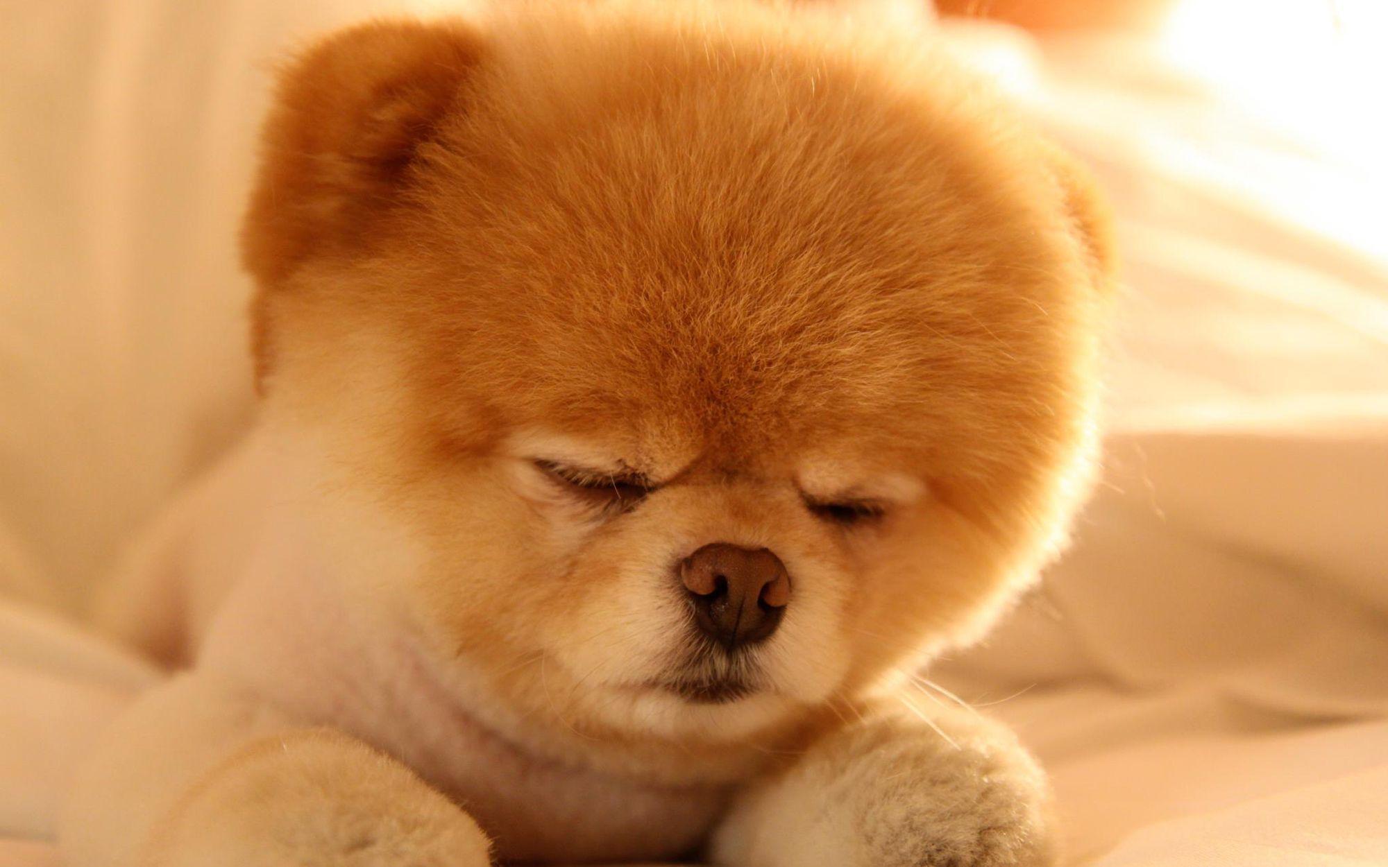 Cute Puppy Wallpapers at Anna Griffith blog