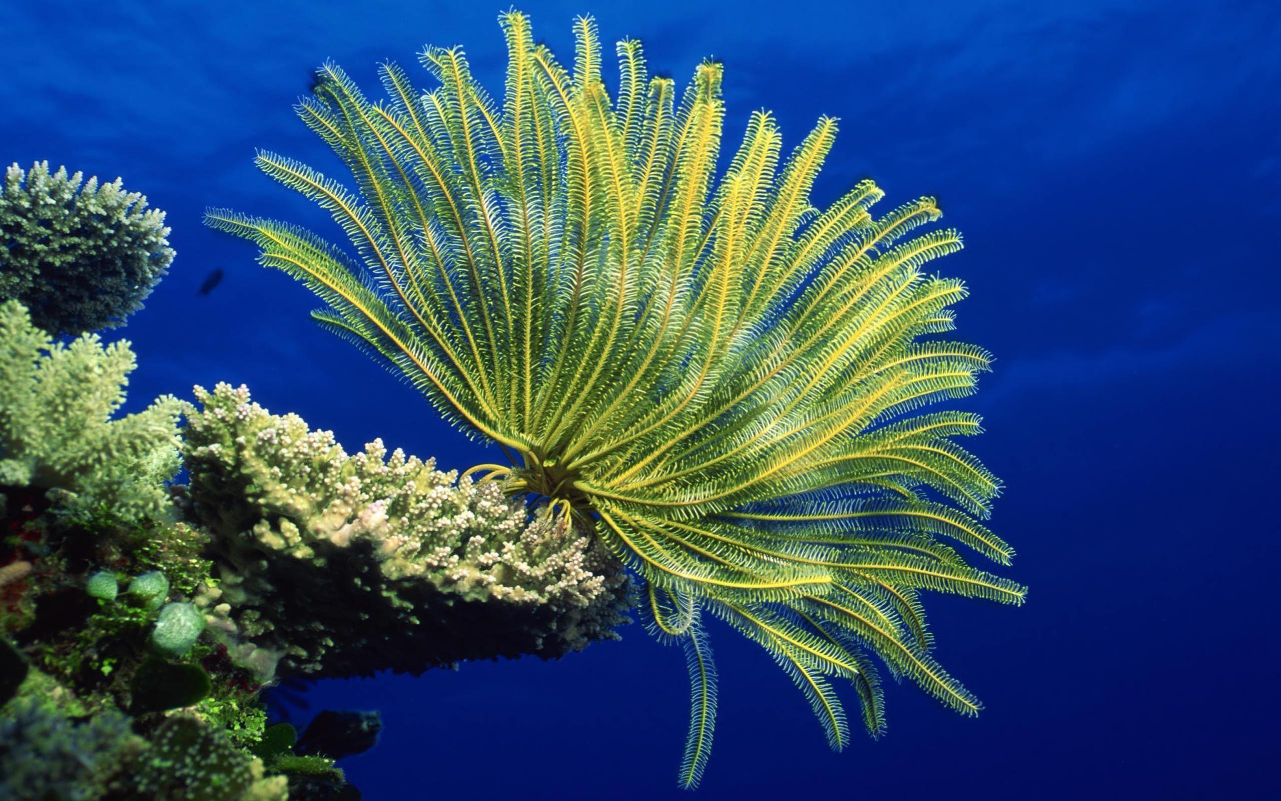 Desktop Wallpaper · Gallery · Animals · Sea anemones reef