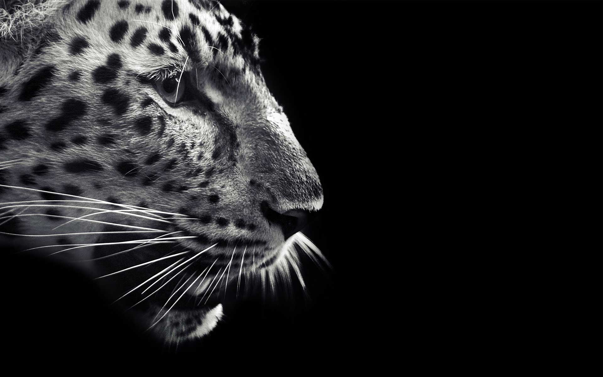 Jaguar White And Black (id: 201170)