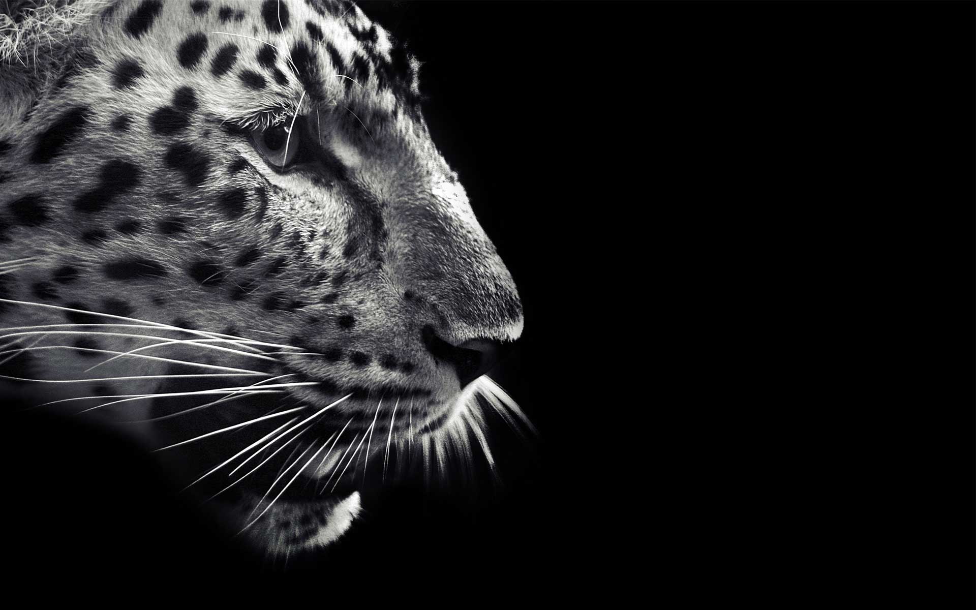  Black  Jaguar  Wallpapers  Wallpaper  Cave