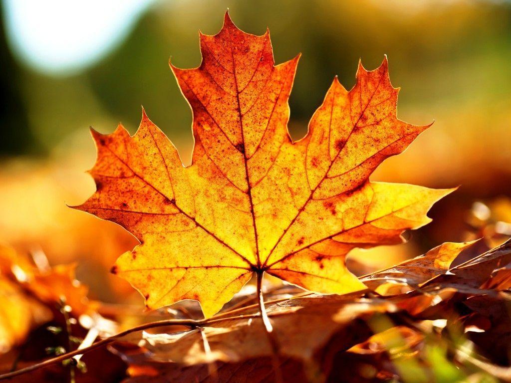 Fall Leaves Nature Nice HD Wallpaper Desktop Background Free