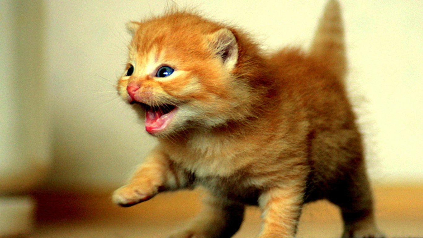 Download Beautiful Cats Baby Kitten Wallpaper. Full HD Wallpaper