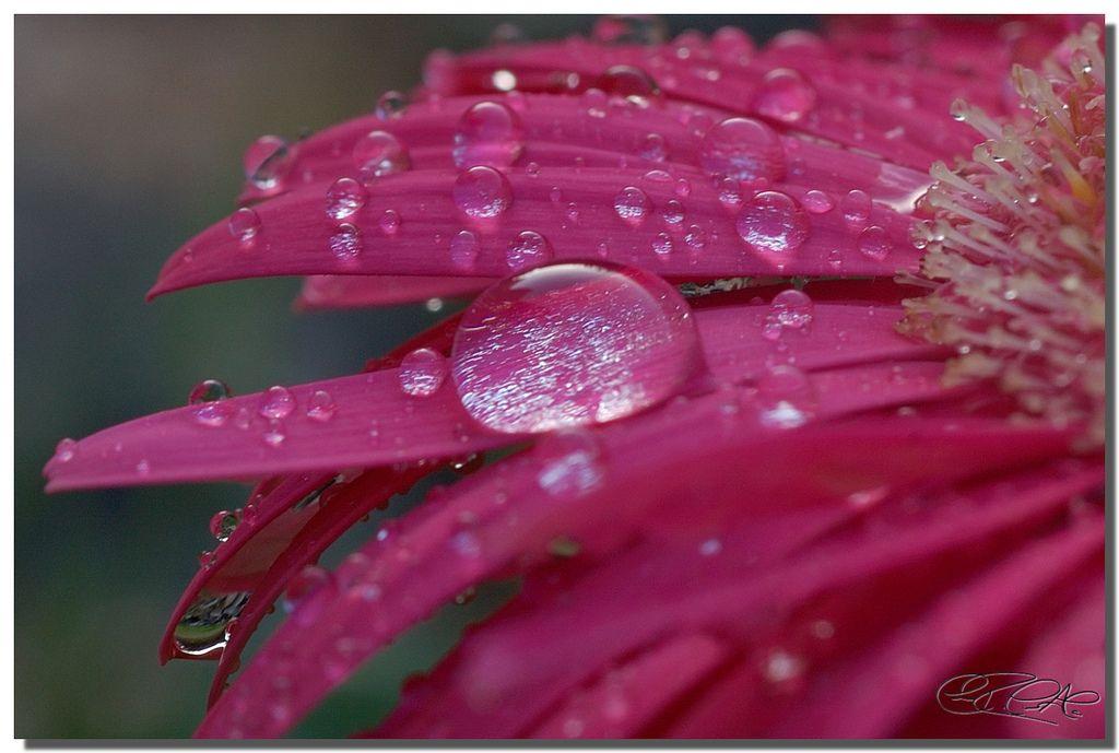 Download free desktop wallpaper picture, macro, flower