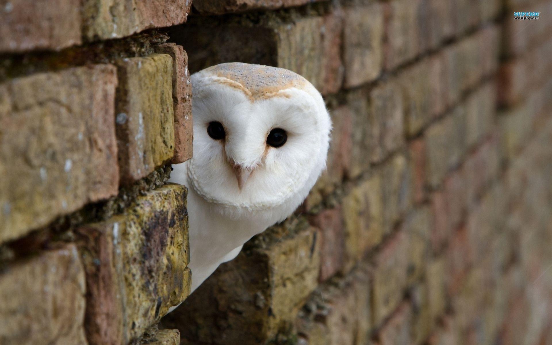Owl wallpaper Peeking Around Corner Building White. Owls