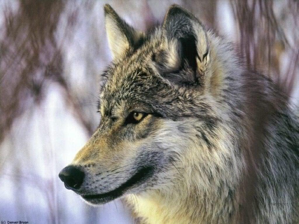 Wolf Background Photo