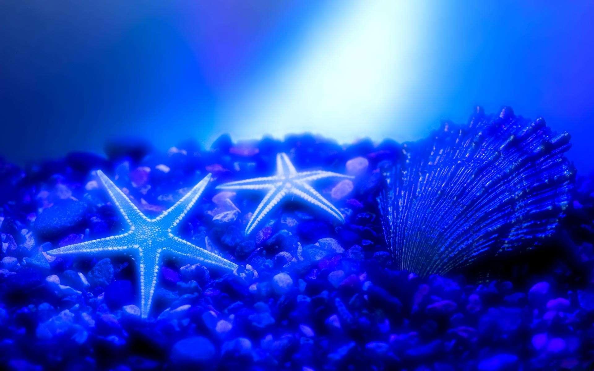 Starfish Wallpaper