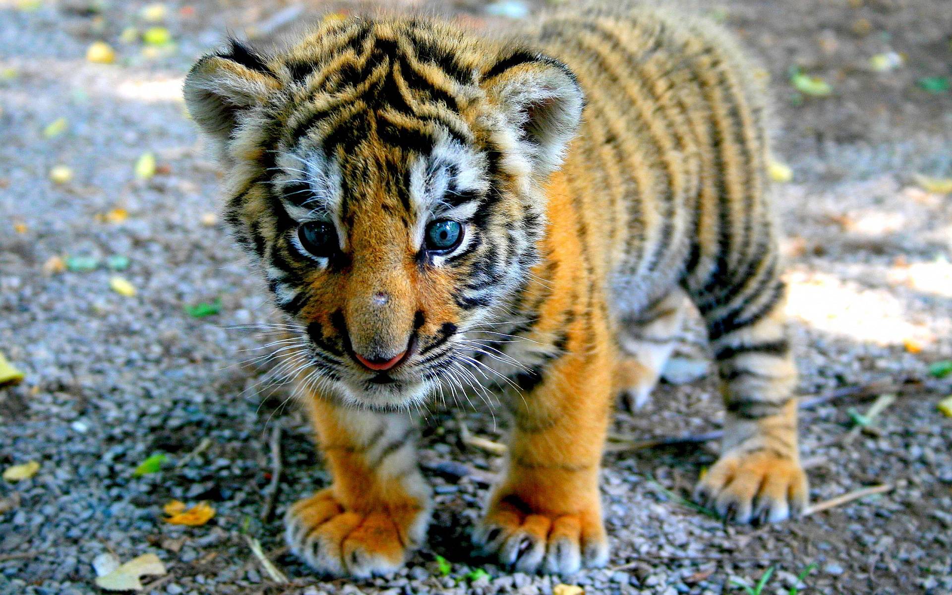 Wallpaper For > Cute Baby Tiger Wallpaper