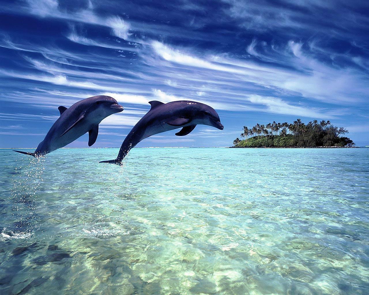 Free Dolphin Wallpapers - Wallpaper Cave