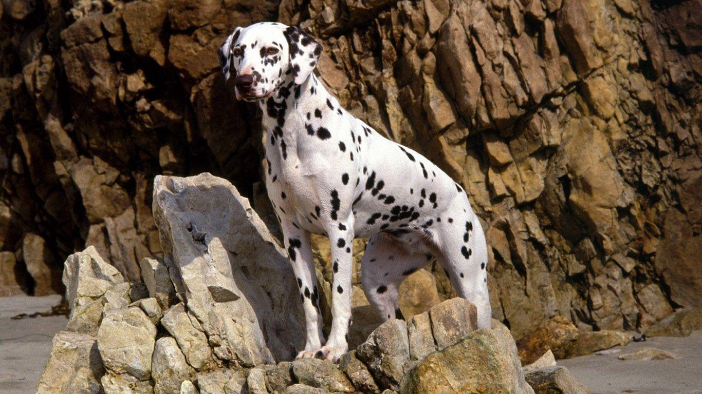 Dalmatian Wallpapers - Wallpaper Cave