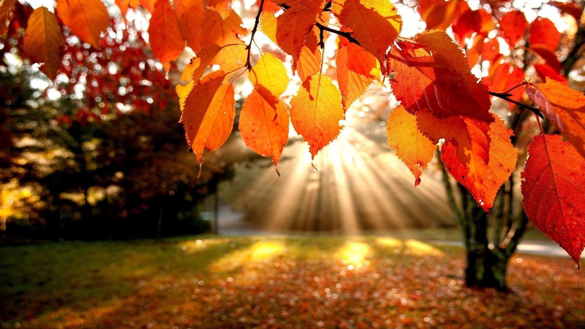 Autumn Leaves Fall Season HD Free Wallpaper Background Image