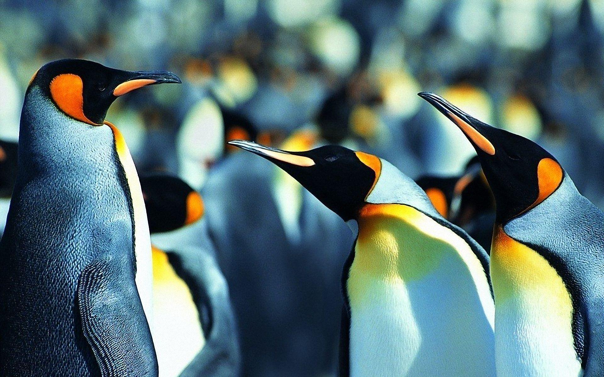 Penguin Wallpaper. HD Background Wallpaper