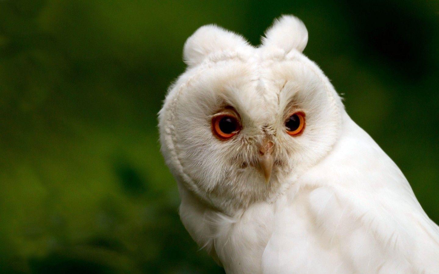 Pix For > Cute White Owl Wallpaper