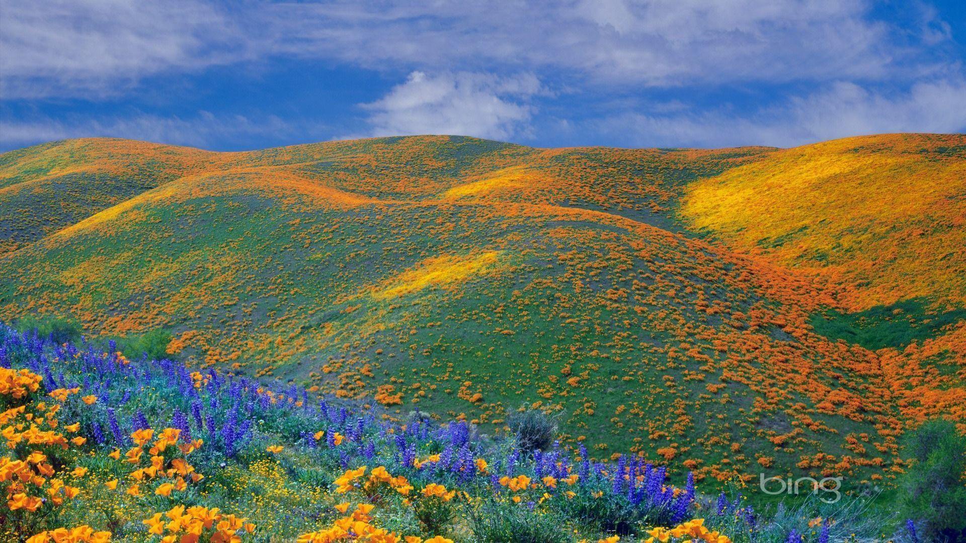 Spring wildflowers bloom all over the Antelope Valley California