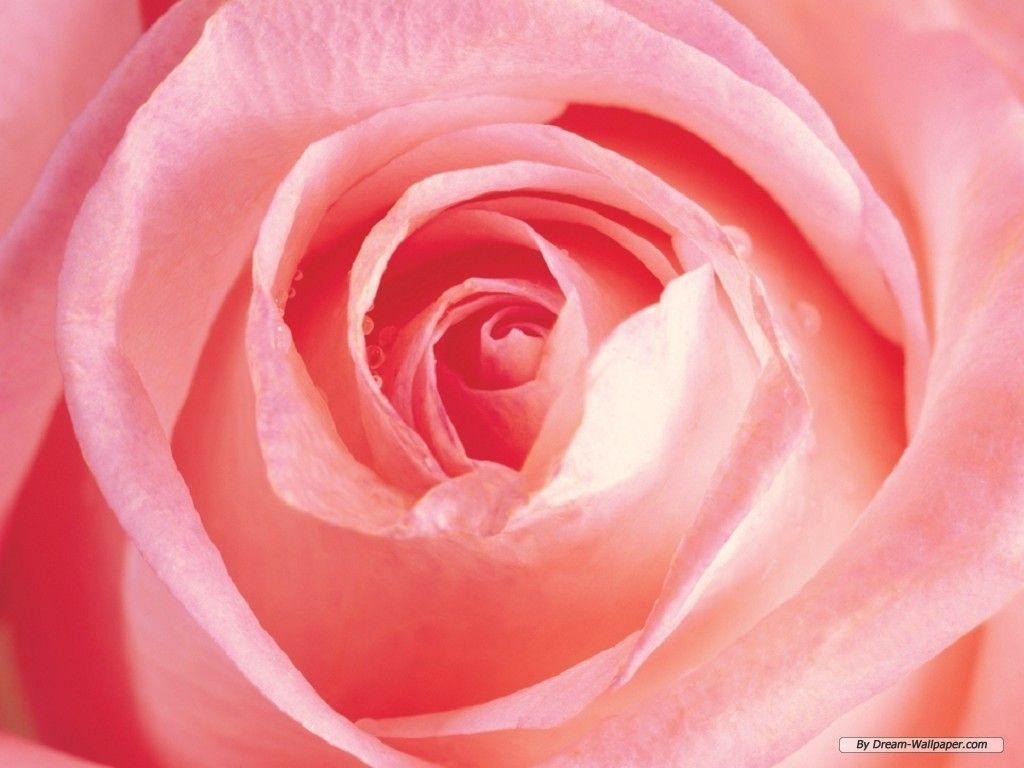 Free Wallpaper Flower wallpaper Rose wallpaper