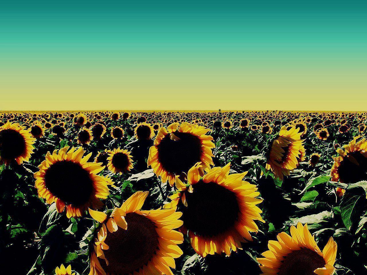 Sunflower Wallpaper Border 12574 Full HD Wallpaper Desktop