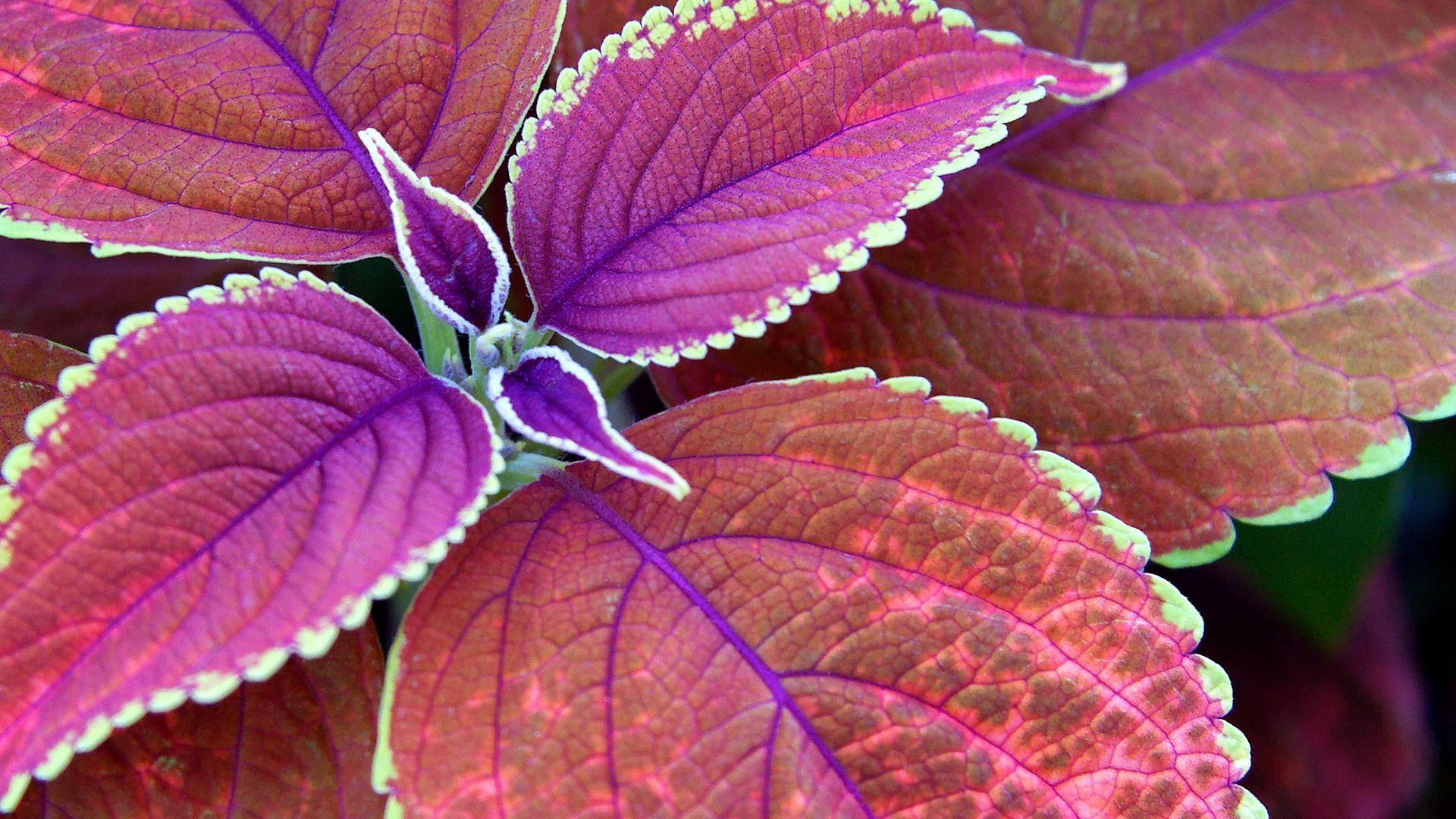 Cool Leaves Wallpaper 13096 1920x1080 px