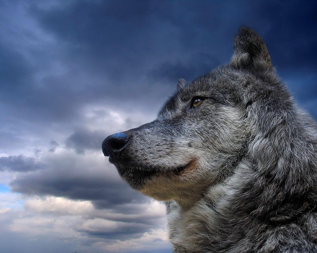 Siberian Grey Wolf With Blue Eyes desktop wallpaper
