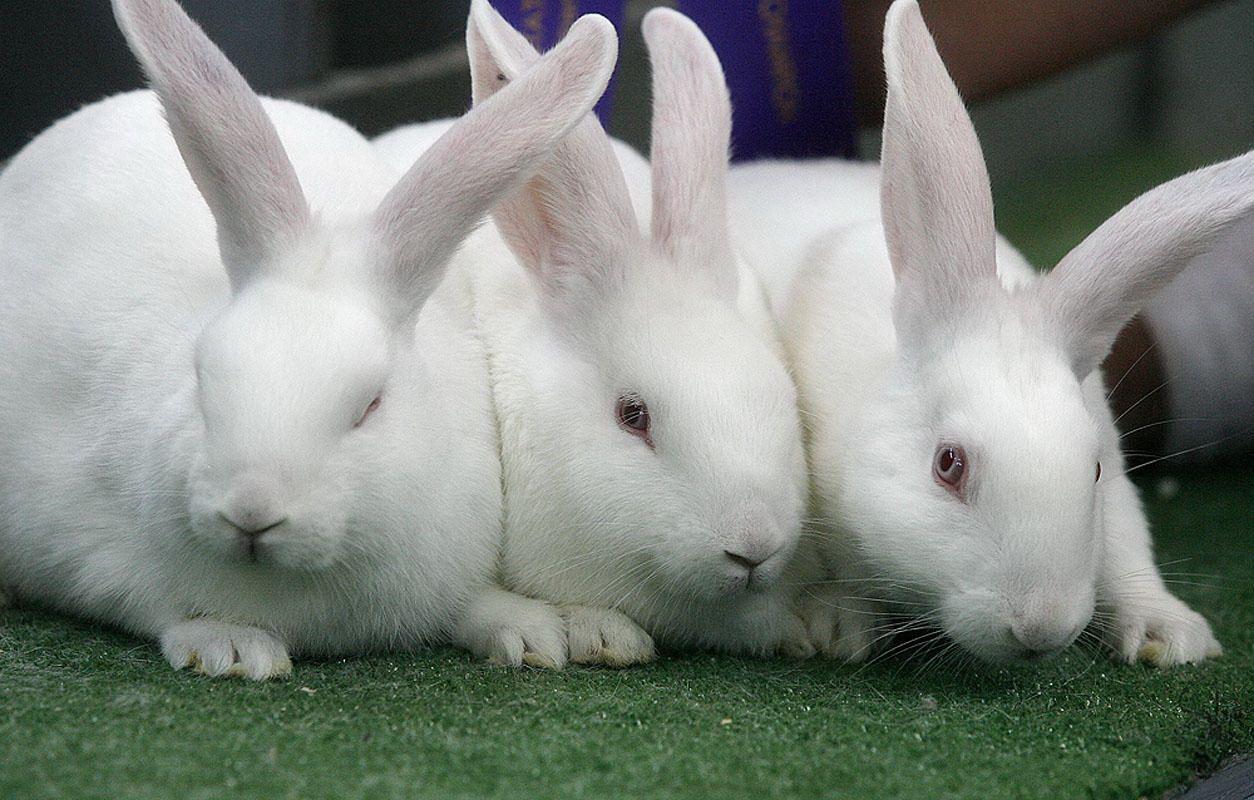 image For > White Rabbits Wallpaper