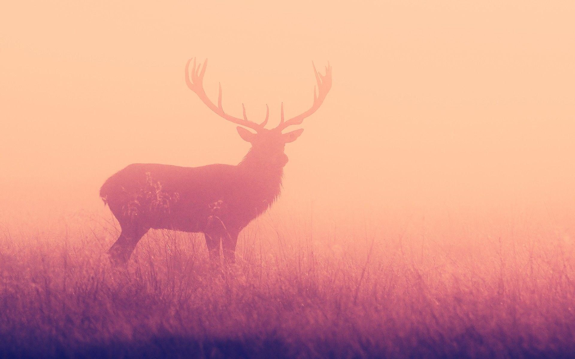 image For > Deer Wallpaper