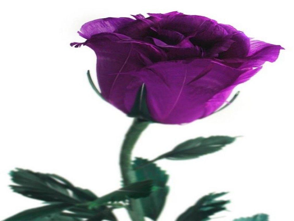 Purple Roses Hd Wallpapers For Mobile