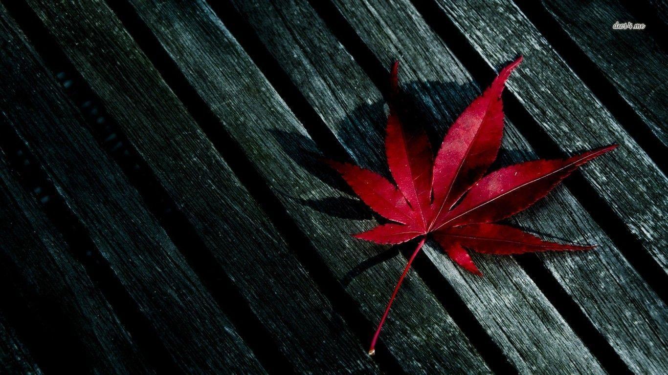 Leaf Red Autumn Dew Drops Wallpaper Photo Picture Car Picture