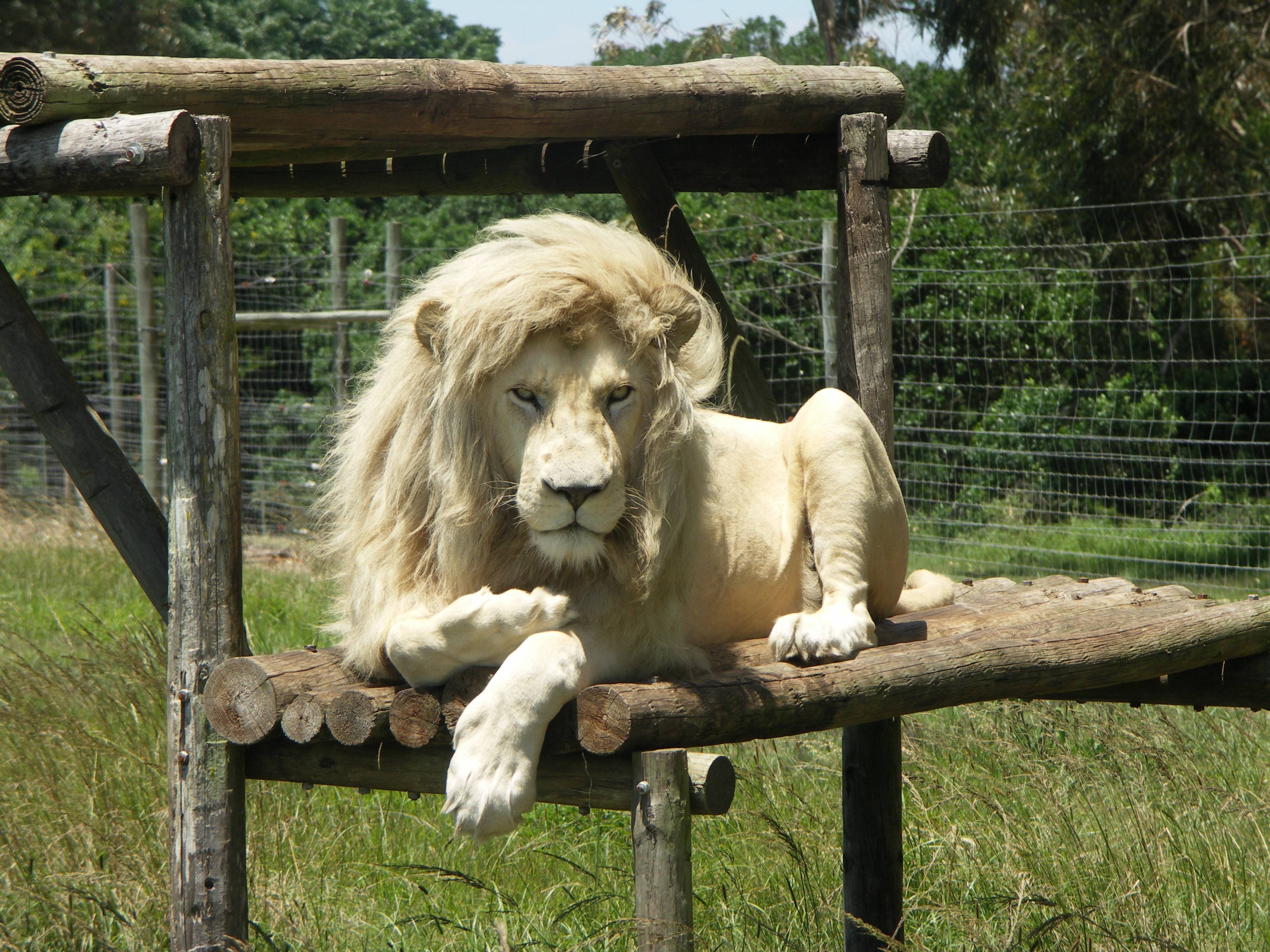 White Lion Picture. HD Background Point