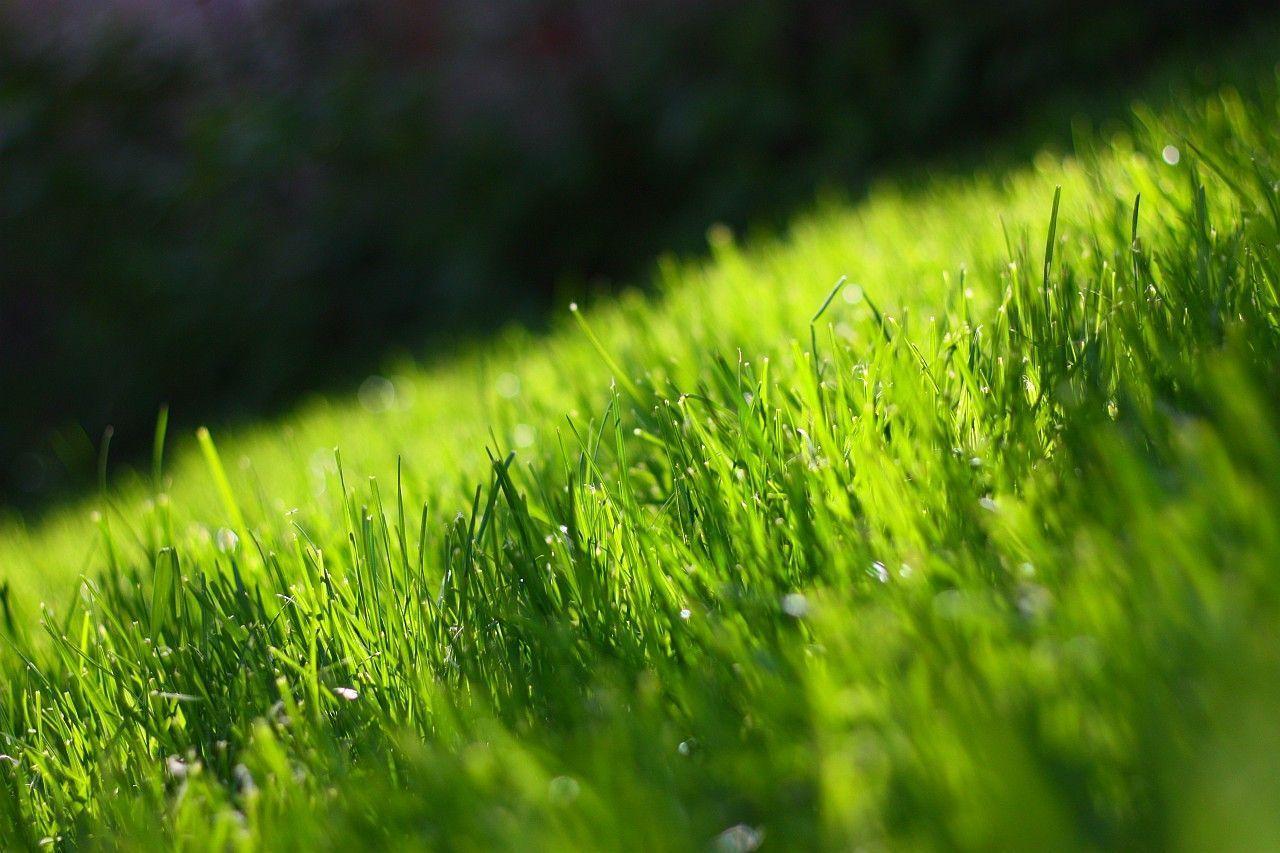 Grass Wallpaper HD Wallpaper