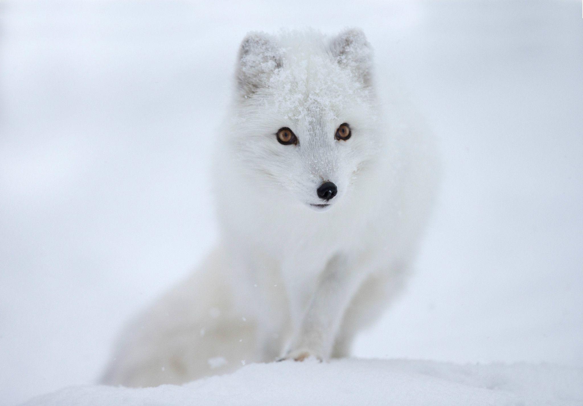 Animals For > Arctic Foxes Wallpaper