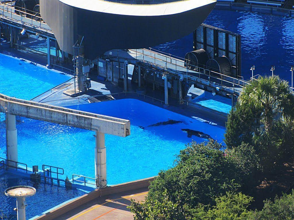 Panoramio of Killer whales at Shamu Stadium, Seaworld, Orlando
