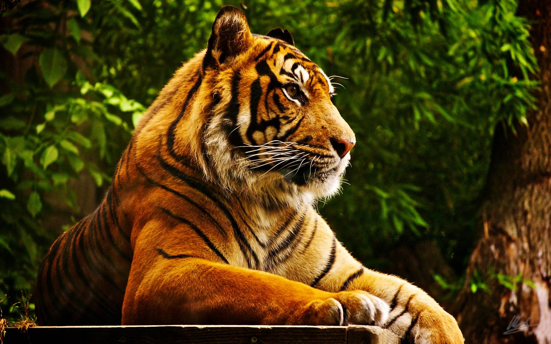 image For > Mac Wallpaper Tiger