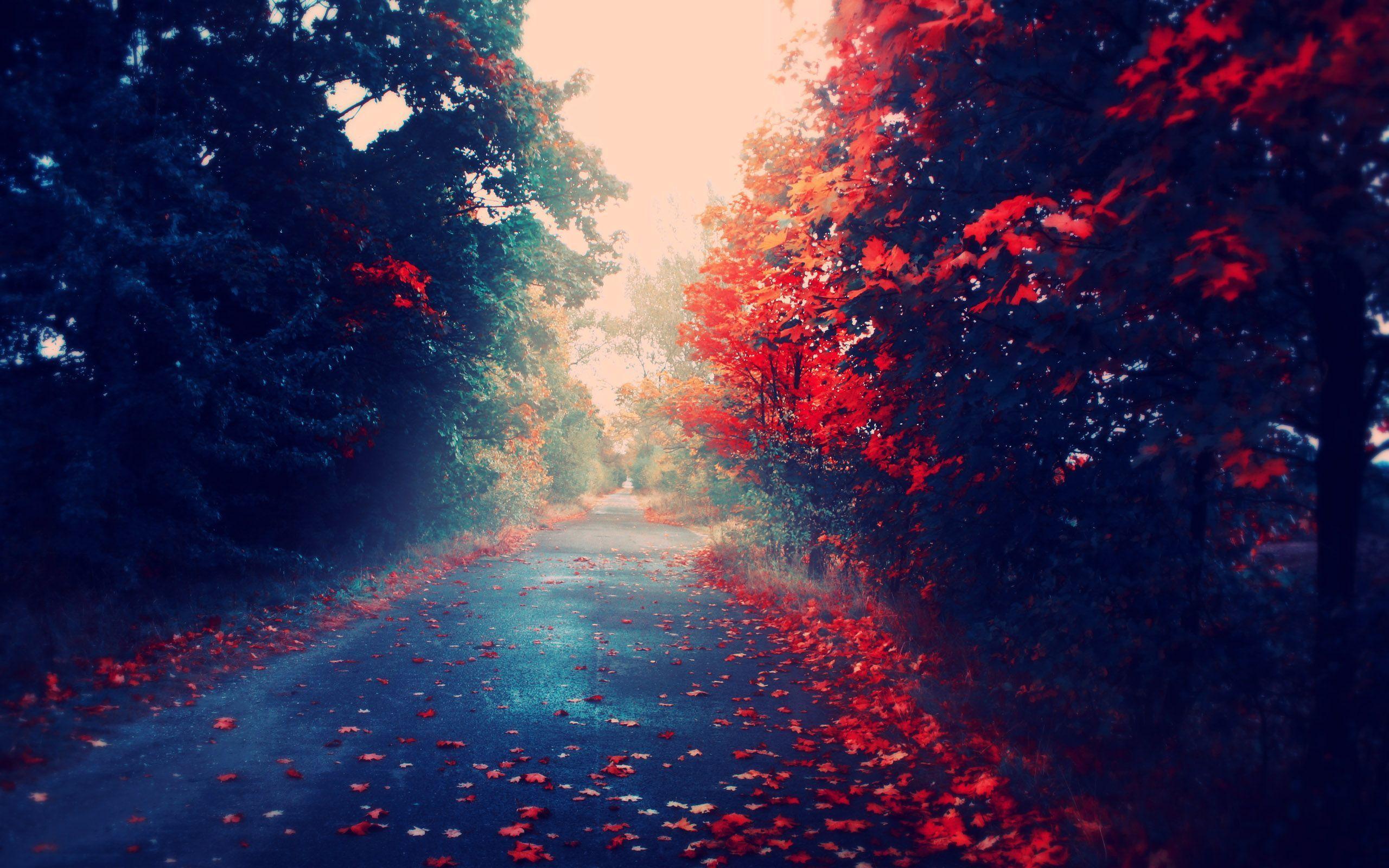 Full HD Fall Autumn Trees Leaves Nature Are Red On Mac Apple