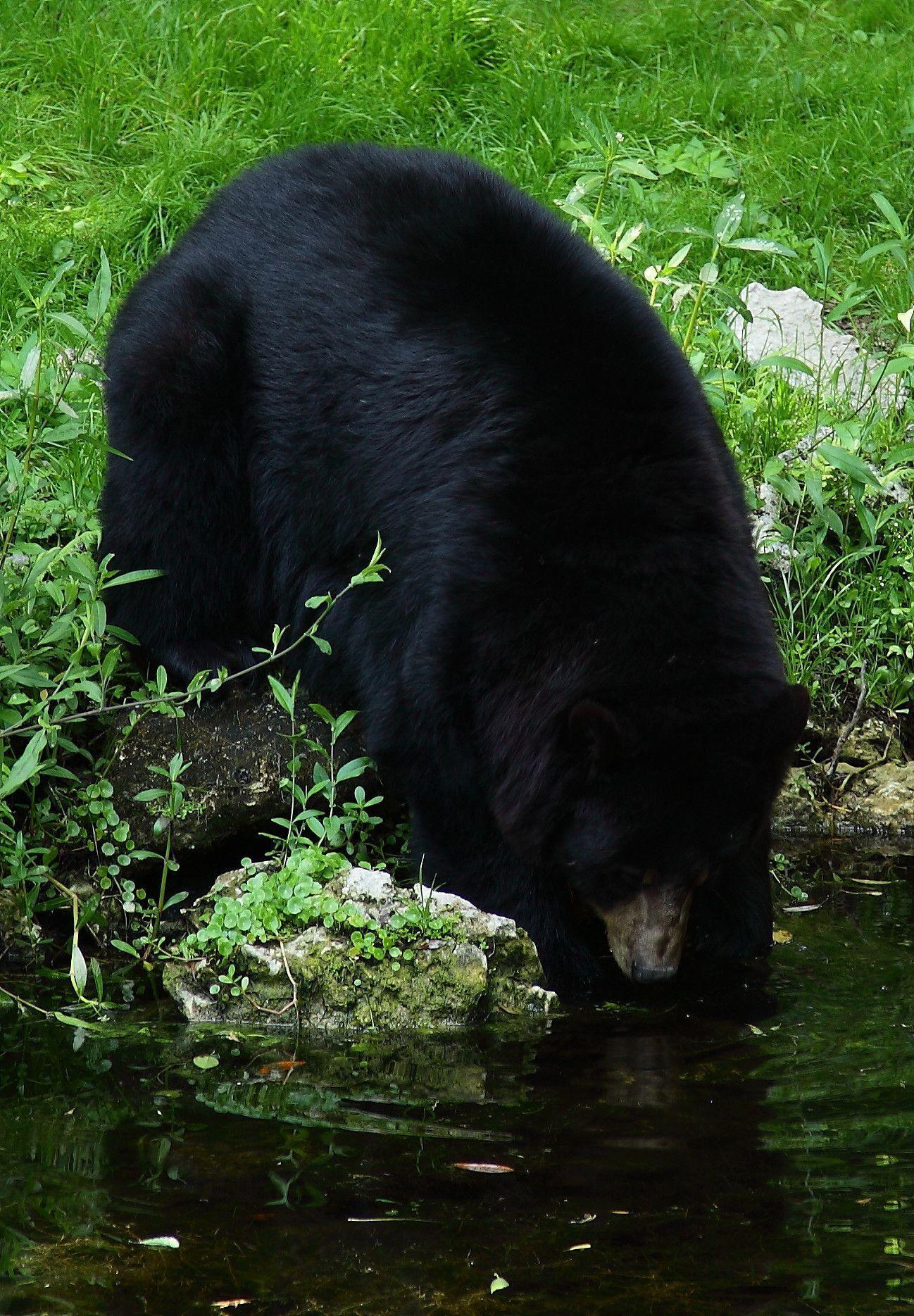 Black Bear Climbing Water. Wildlife. Free Nature Picture