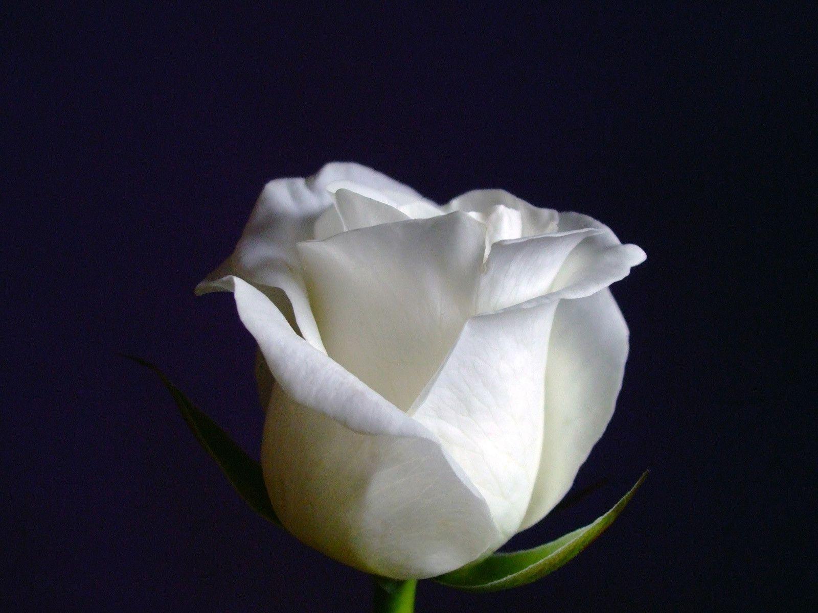 White Rose With Black Background