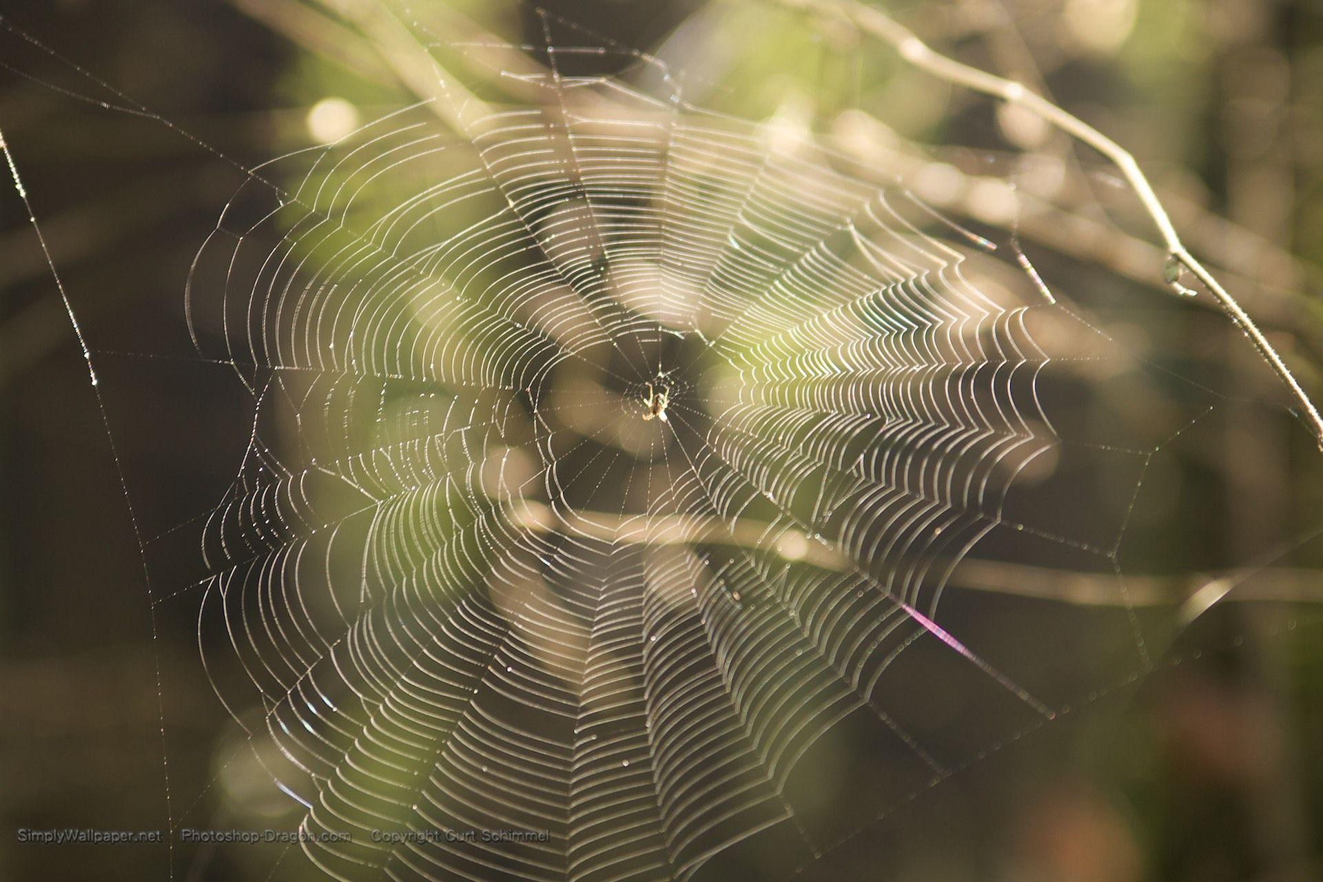 Spider Web Desktop Wallpaper