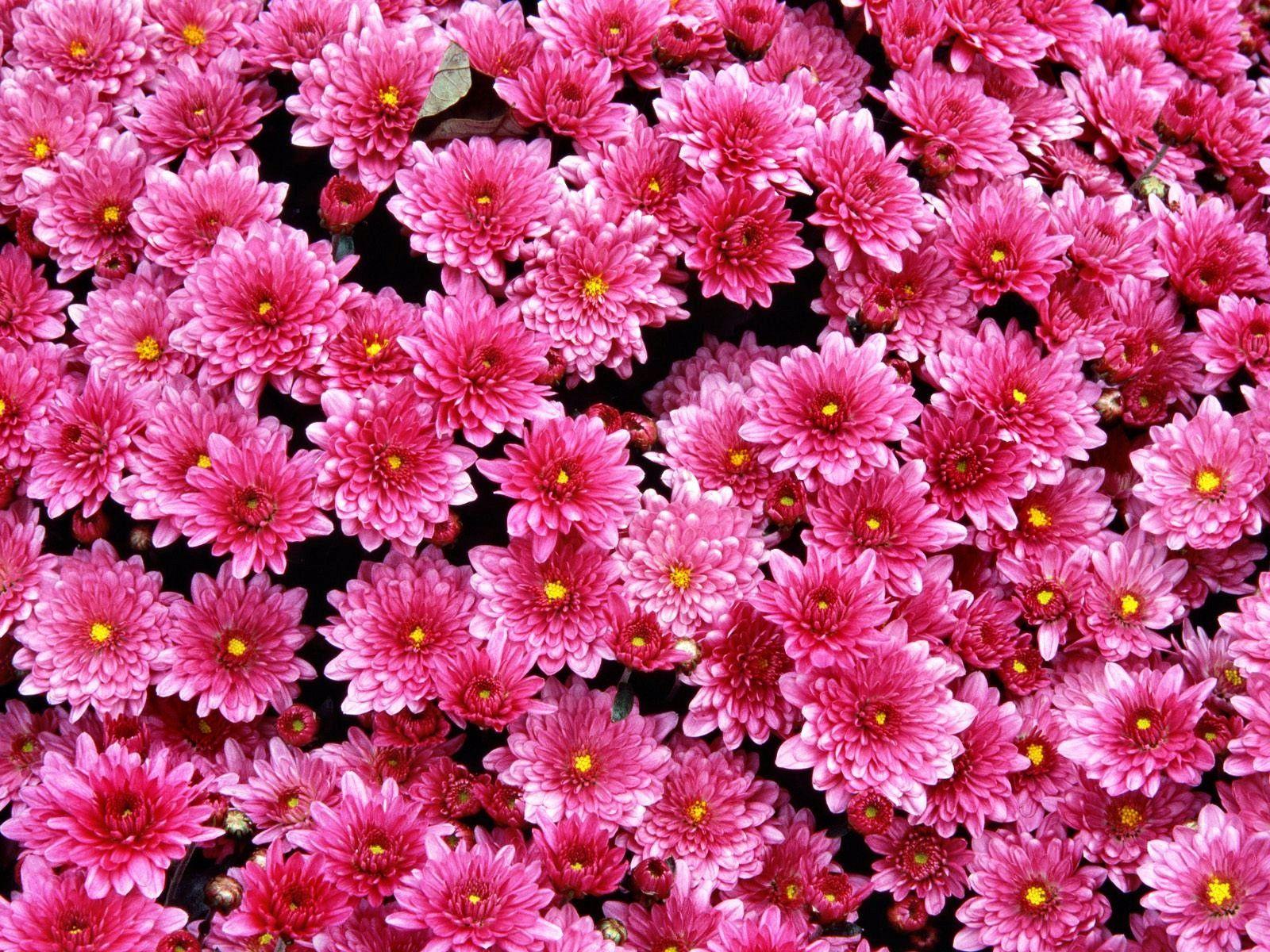 Wallpaper For > Beautiful Pink Flower Background