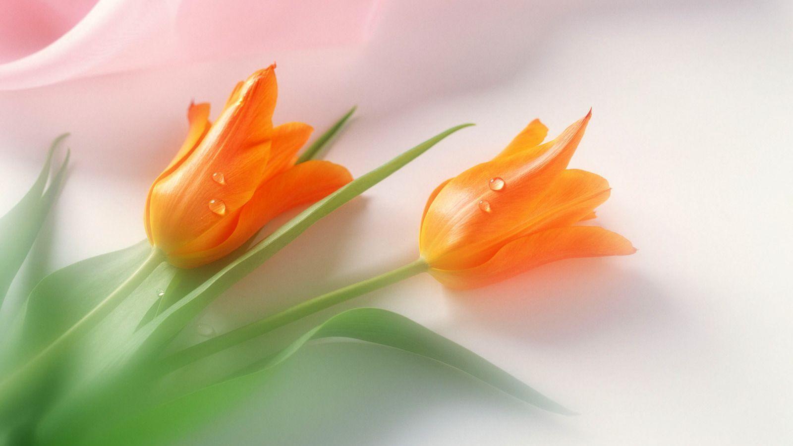Wallpaper For > Orange Tulips Wallpaper