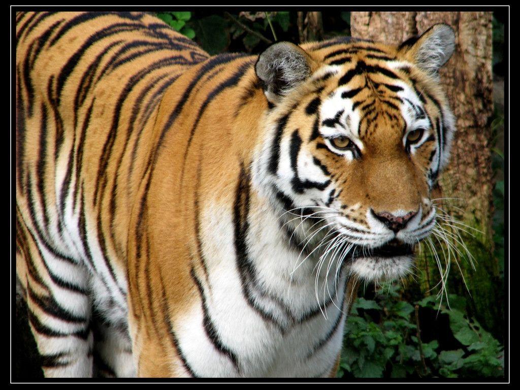 Free Halloween Wallpaper blog: Tigers Wallpaper Wild Cats