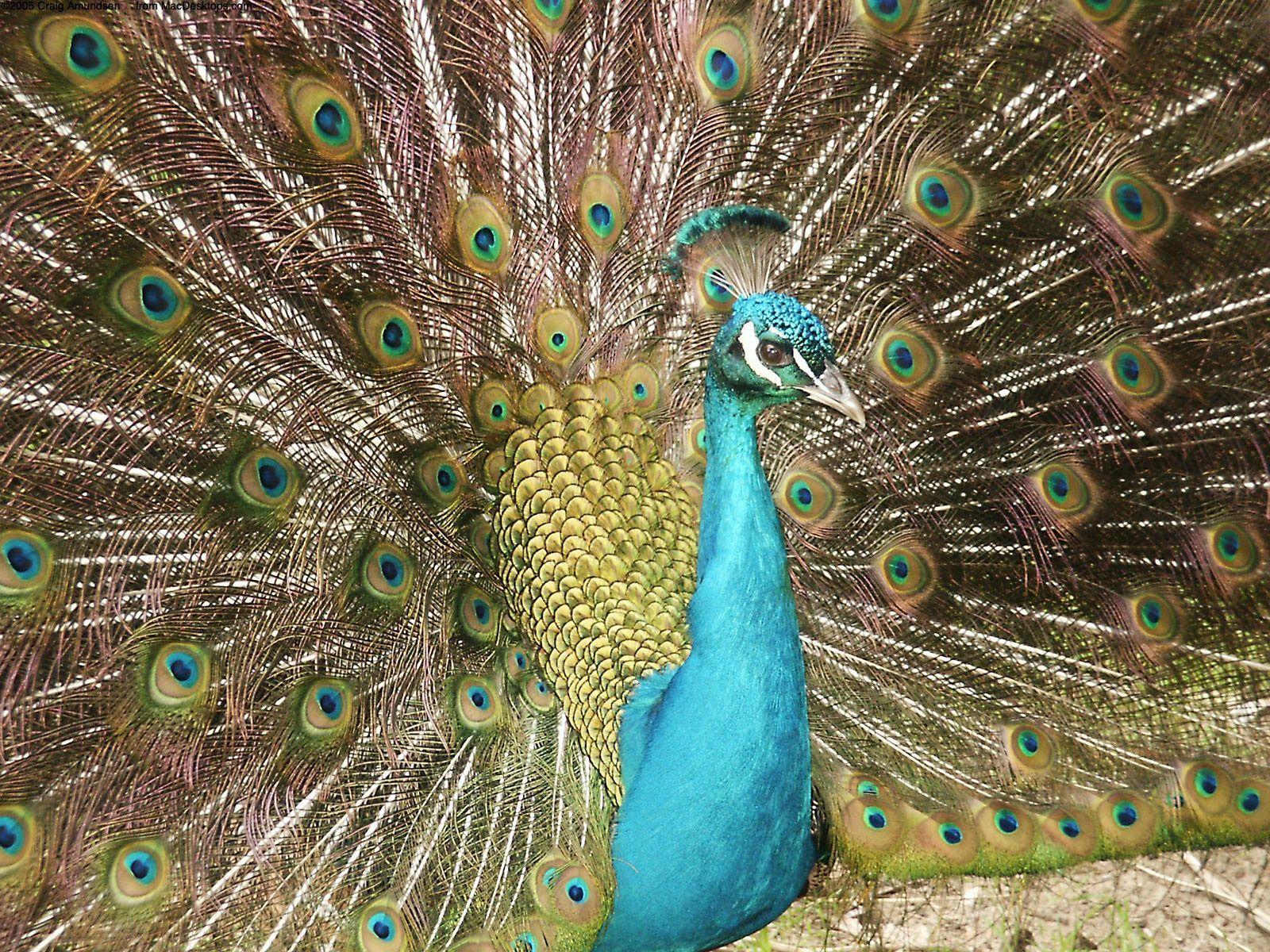 A Peacock Wallpaper