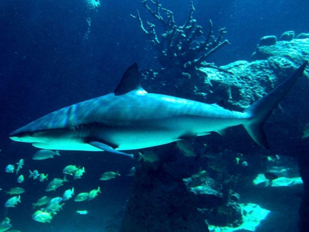 Tiger Shark Photo. High Definition Wallpaper, High Definition